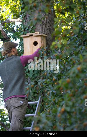 European red squirrel, Eurasian red squirrel (Sciurus vulgaris), build your own squirrel nesting box. Step 14: The finished wooden rodent is placed Stock Photo