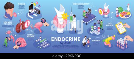 Isometric endocrinologist infographic with endocrine system adrenal glands thyroid pancreas and other descriptions vector illustration Stock Vector