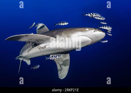 Oceanic White Tip Shark in Red Sea Stock Photo