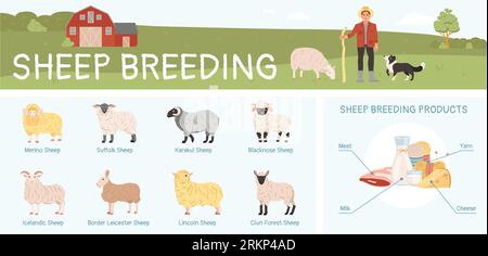 Sheep breeding flat infographic with various breeds and products vector illustration Stock Vector