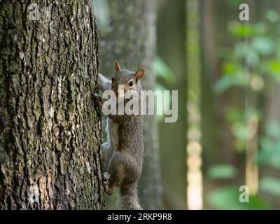 An Eastern gray squirrel clinging to the side of a tree while looking at the camera. Photographed with a shallow depth of field. Stock Photo