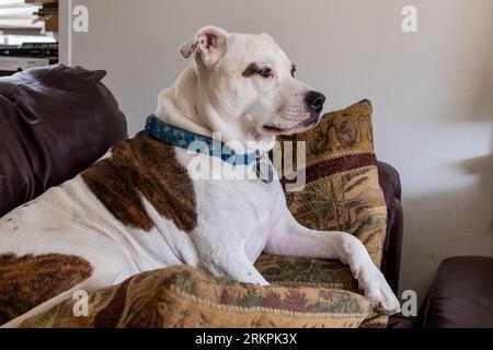Dog on a couch with lots of pillows Stock Photo