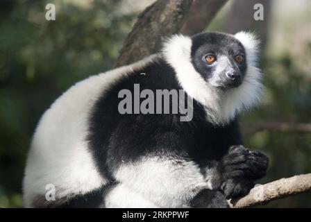 Bildnummer: 58045059  Datum: 28.05.2012  Copyright: imago/Xinhua (120529) -- ANTANANARIVO, May 29, 2012 (Xinhua) -- A diademed sifaka, an endangered species of lemur, has a rest in a nature reserve in Andasibe, 130 km east of capital Antananarivo, Madagascar, on May 28, 2012. The disappearance of adjoining habitat outside the area is the main threat to the critically endangered lemurs. (Xinhua/He Xianfeng) MADAGASCAR-LEMUR PUBLICATIONxNOTxINxCHN Tiere Diademsifaka Propithecus diadema xda x0x premiumd 2012 quer Aufmacher      58045059 Date 28 05 2012 Copyright Imago XINHUA  Antananarivo May 29 Stock Photo