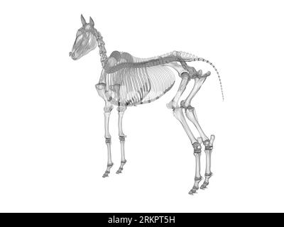 Horse skeleton, illustration Stock Photo - Alamy