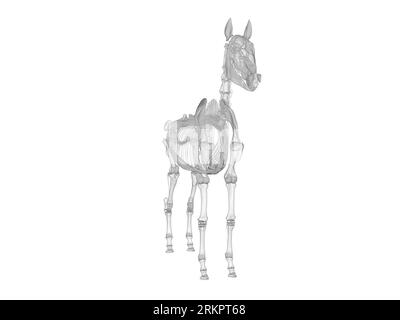 Horse skeleton, illustration. Stock Photo