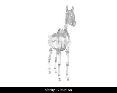 Horse skeleton, illustration Stock Photo - Alamy