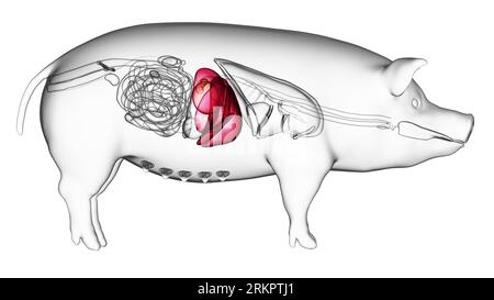 Pig liver, illustration Stock Photo - Alamy