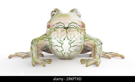 Frog's lymphatic system, illustration Stock Photo - Alamy