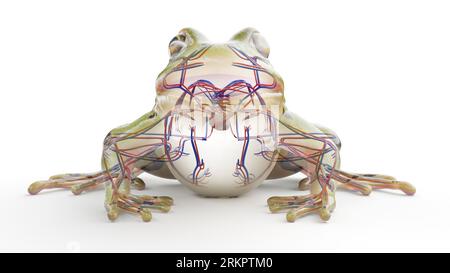 external jugular vein frog