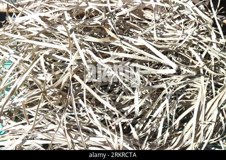 Dried pandanus leaves ready to be woven into mats. Before weaving these raw materials must be completely dry Stock Photo