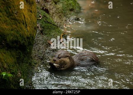 Brown otter looking away from the camera eating fish. Otter on a rock in the wilderness looking forward. Stock Photo