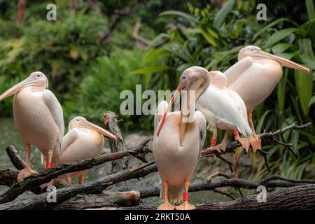 The family of Great white pelicans sitting on the tree on a rainy day with one pelican cleaning its feathers with a mouth opened Stock Photo