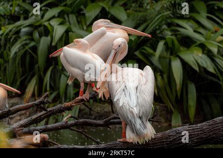 Three great white pelicans standing on the tree during the rainy day with one pelican with the face to the camera with open mouth. Funny bird concept Stock Photo