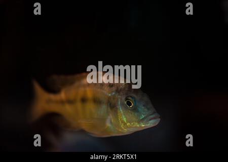 Close up of african cichlid showing its teeth isolated on a black background full color macrophotography Stock Photo