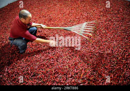 Bildnummer: 58404298  Datum: 29.08.2012  Copyright: imago/Xinhua (120830) -- ENSHI, Aug. 30, 2012 (Xinhua) -- A technician on pepper growing dries red hot pepper in the sun in Zhushan Town of Xuanen County, central China s Hubei Province, Aug. 29, 2012. Peppers went to market in Tujia-Miao Autonomous Prefecture of Enshi in recent days. (Xinhua/Song Wen) (mp) CHINA-HUBEI-ENSHI-HOT PEPPER (CN) PUBLICATIONxNOTxINxCHN Gesellschaft Arbeit Landwirtschaft Chili Schoten Ernte x0x xgw 2012 quer      58404298 Date 29 08 2012 Copyright Imago XINHUA  Enshi Aug 30 2012 XINHUA a Technician ON Pepper Growing Stock Photo