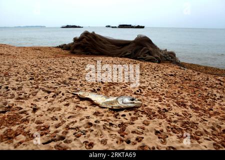 Bildnummer: 58418797  Datum: 02.09.2012  Copyright: imago/Xinhua (120902) -- DUCHANG, Sept. 2, 2012 (Xinhua) -- Photo taken on Sept. 2, 2012 shows a dead fish on the bank of Poyang Lake after water level declined in Duchang, east China s Jiangxi Province. Due to persistent drought and improper human activity, water levels at China s largest freshwater lake, Poyang Lake, have dropped rapidly over the past two weeks, from its two-year low of 19.65 meters on Aug. 13 to 16.47 meters on Sept. 2. (Xinhua/Fu Jianbin) (zc) CHINA-JIANGXI-DUCHANG-POYANG LAKE-SHRINKING (CN) PUBLICATIONxNOTxINxCHN Gesells Stock Photo