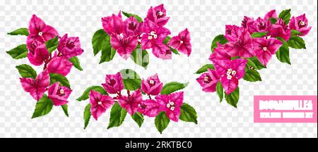 Purple flowering bougainvillea branches realistic set isolated at transparent background vector illustration Stock Vector