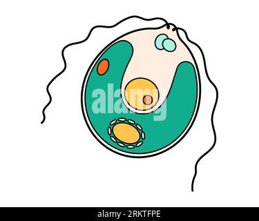 Chlamydomonas proteus science icon with nucleus, vacuole, contractile. Biology education laboratory cartoon protozoa organism. Bold bright unicellular Stock Vector