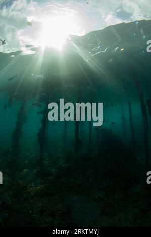 Jetty pylons with fish under jetty with sun rays, Sawanderek Jetty dive ...