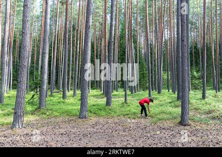 A boy tourist picking blueberries in pine forest in meenikunno protected area close to valgojarv lake in morning light in southeastern part of Estonia Stock Photo