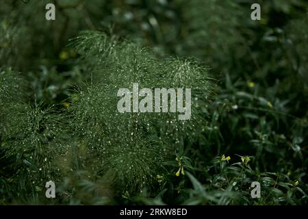 Drops on the grass in the forest after the rain. Nature concept Stock Photo
