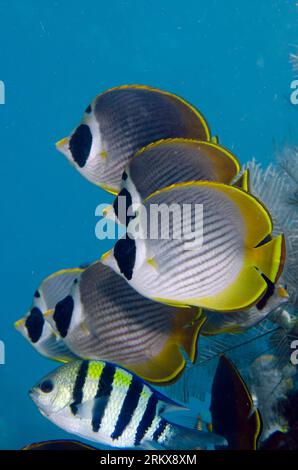 School of Panda Butterflyfish, Chaetodon adiergastos, with Indo-Pacific Sergeant Damselfish, Abudefduf vaigiensis, Jemeluk Bay Gallery dive site, Amed Stock Photo