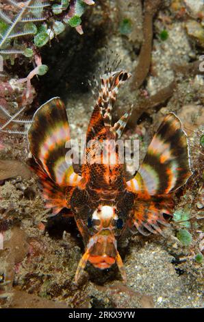 Twinspot Lionfish, Dendrochirus biocellatus, night dive, Pyramids dive site, Amed, Karangasem, Bali, Indonesia Stock Photo
