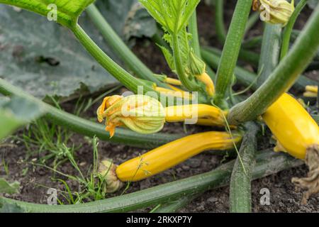 Zucchini plant with yellow fruits and flowers Stock Photo