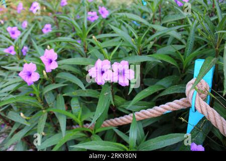 Ruellia simplex, the Mexican petunia, Mexican bluebell or Britton's wild petunia, is a species of flowering plant in the family Acanthaceae. Stock Photo