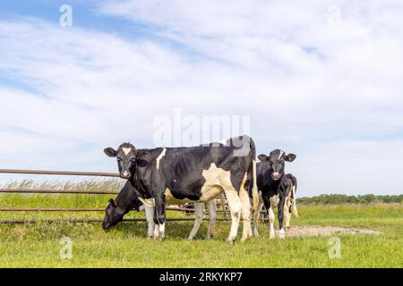 Group cows in a field grazing, frisian holstein, standing near a gate in a pasture, a happy heifer group Stock Photo