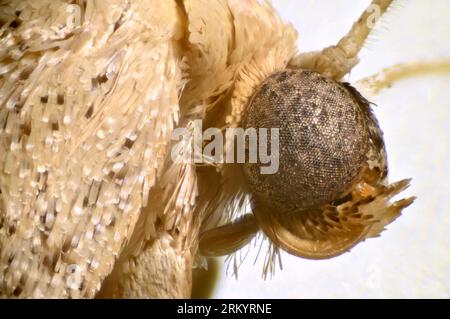 Microscope image of head of a micro moth showing its compound eyes and ...