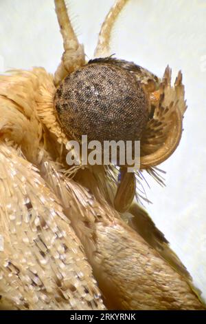 Microscope image of head of a micro moth showing its compound eyes and ...