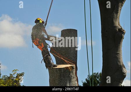 Tree surgeon using a chain saw to cut the trunk of a dead copper beech tree Stock Photo