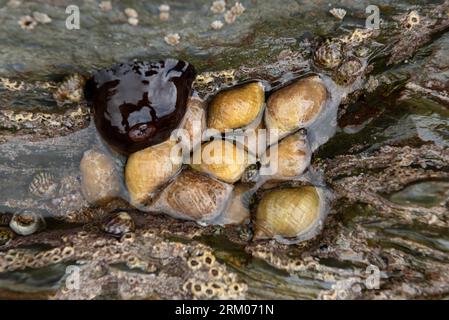 Colony of dog whelks in rock pool partially covered in sea water Stock Photo
