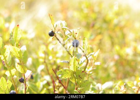 Blueberries in sunlight, berries in their natural environment, close-up. Wild berries close-up, ground level view. Dark blue berries on branches in na Stock Photo