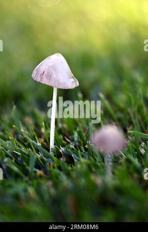 Close-up of two small mushrooms on green lawn with sunlight on summer morning in tall format Stock Photo