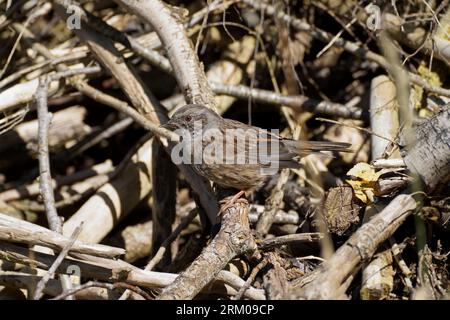 Hegde sparrow enjoys a mid-summer sunbath. A hedge sparrow beautifuly blends in with the colours of the woodpile. Heggemus. Stock Photo