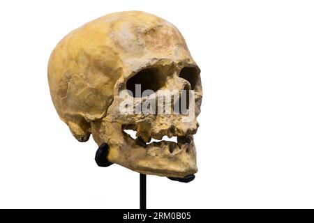 Skull replica of Cro-Magnon, first early modern human to settle in Europe about 45,000 years ago Stock Photo