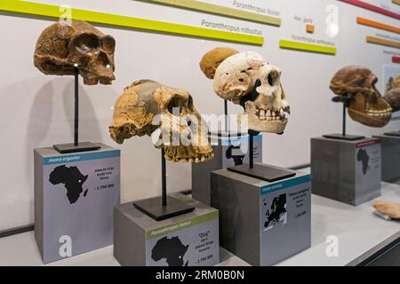 Collection of prehistoric Homininae skull replicas, African hominids like Paranthropus boisei, Homo erectus, Homo habilis and Homo ergaster Stock Photo