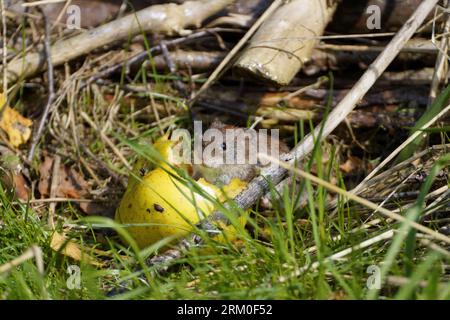 Field mouse (common vole; microtus arvalis) enjoys eating an apple. A vole dares leaving the safety of the woodpile in order to eat a fallen apple. Stock Photo