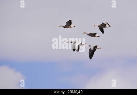 Bildnummer: 59432860  Datum: 24.03.2013  Copyright: imago/Xinhua A flock of bar-headed geese (Anser indicus) hover in the Serling Co National Natural Reserve in Nagqu Prefecture, southwest China s Tibet Autonomous Region, March 24, 2013. A growing number of birds have visited the Serling Co National Natural Reserve as environmental improvements took place here in recent year. (Xinhua/Liu Kun) (lmm) CHINA-TIBET-NAGQU-SERLING CO NATIONAL NATURAL RESERVE (CN) PUBLICATIONxNOTxINxCHN xns x0x 2013 quer     59432860 Date 24 03 2013 Copyright Imago XINHUA a Flock of Bar Headed Geese Anser indicus Hove Stock Photo