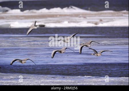 Bildnummer: 59432863  Datum: 24.03.2013  Copyright: imago/Xinhua A flock of bar-headed geese (Anser indicus) hover over a lake in the Serling Co National Natural Reserve in Nagqu Prefecture, southwest China s Tibet Autonomous Region, March 24, 2013. A growing number of birds have visited the Serling Co National Natural Reserve as environmental improvements took place here in recent year. (Xinhua/Liu Kun) (lmm) CHINA-TIBET-NAGQU-SERLING CO NATIONAL NATURAL RESERVE (CN) PUBLICATIONxNOTxINxCHN xns x0x 2013 quer     59432863 Date 24 03 2013 Copyright Imago XINHUA a Flock of Bar Headed Geese Anser Stock Photo