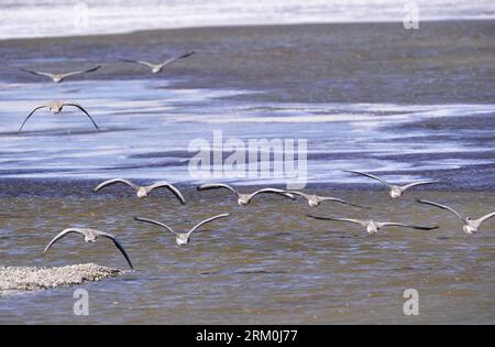 Bildnummer: 59432861  Datum: 24.03.2013  Copyright: imago/Xinhua A flock of bar-headed geese (Anser indicus) hover over a lake in the Serling Co National Natural Reserve in Nagqu Prefecture, southwest China s Tibet Autonomous Region, March 24, 2013. A growing number of birds have visited the Serling Co National Natural Reserve as environmental improvements took place here in recent year. (Xinhua/Liu Kun) (lmm) CHINA-TIBET-NAGQU-SERLING CO NATIONAL NATURAL RESERVE (CN) PUBLICATIONxNOTxINxCHN xns x0x 2013 quer     59432861 Date 24 03 2013 Copyright Imago XINHUA a Flock of Bar Headed Geese Anser Stock Photo