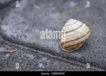 Snail on the road. Slug close up. Grape snail with shell. Nature in details. Brown helix. Slow speed lifestyle. Snail with antenna on asphalt. Stock Photo