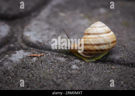 Snail on the road. Slug close up. Grape snail with shell. Nature in details. Brown helix. Slow speed lifestyle. Snail with antenna on asphalt. Stock Photo