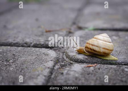 Snail on the road. Slug close up. Grape snail with shell. Nature in details. Brown helix. Slow speed lifestyle. Snail with antenna on asphalt. Stock Photo