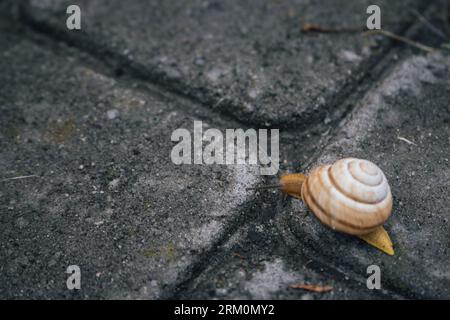 Snail on the road. Slug close up. Grape snail with shell. Nature in details. Brown helix. Slow speed lifestyle. Snail with antenna on asphalt. Stock Photo