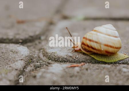Snail on the road. Slug close up. Grape snail with shell. Nature in details. Brown helix. Slow speed lifestyle. Snail with antenna on asphalt. Stock Photo