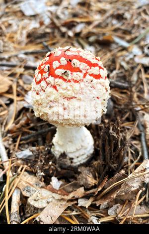 Amanita Muscaria. Red wild poisonous Fly Agaric mushroom in forest in autumn among dry leaves in sunny day. Nature of autumn forest. Stock Photo
