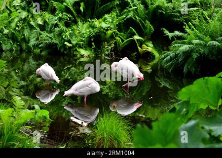 Three resting flamingos in pond in Norwegian zoo. Stock Photo